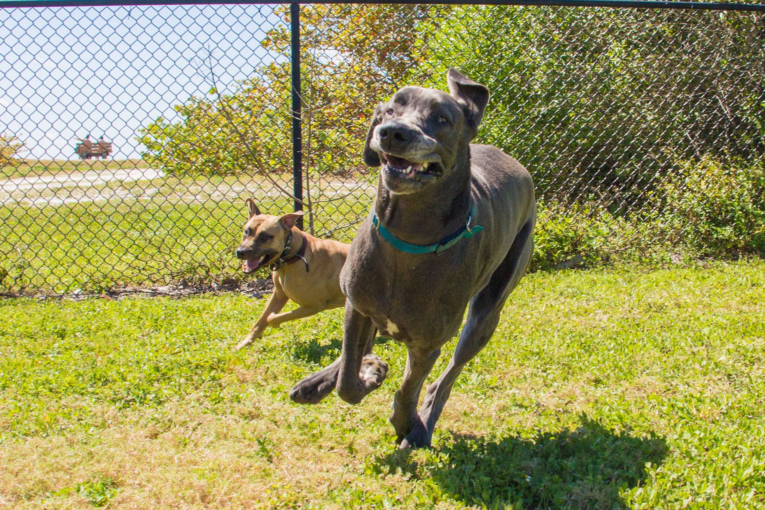 6 raças de cachorro que precisam de mais espaço para viverem bem